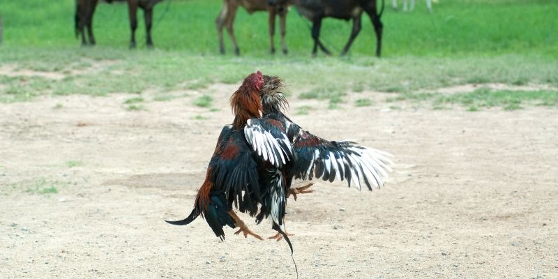 Luật chơi đá gà áp dụng cho các trận đấu hiện nay