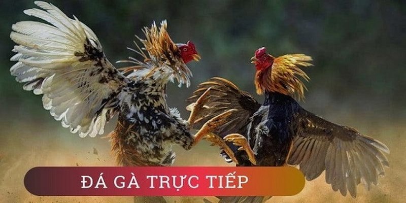 Giới thiệu tổng quan về đá gà Kubet77